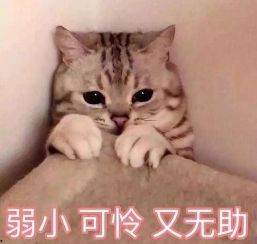 娱乐吃瓜君猫神,揭秘猫神背后的神秘故事